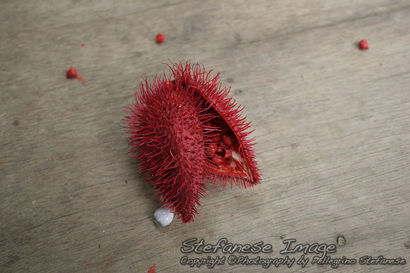Achiote 2007