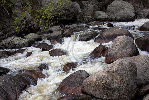 Roosevelt Forest