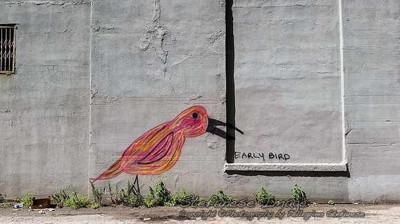 Early Bird