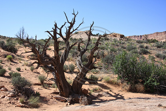 Arches Road